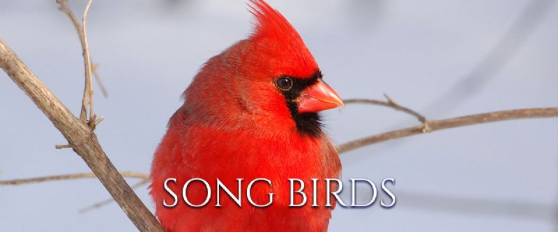 Song Birds